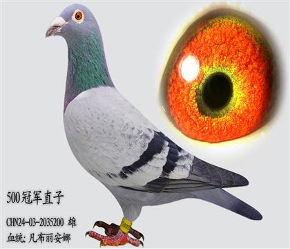 凡布麗安娜500冠軍直子