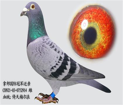 倚天梅爾浪 拿邦長(zhǎng)距離冠軍回血