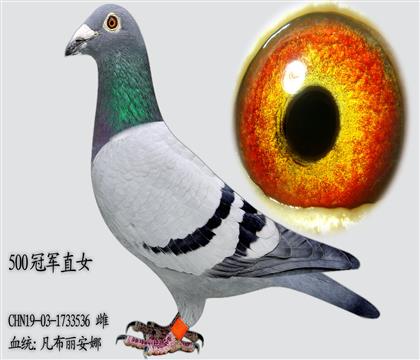 凡布麗安娜500冠軍直女