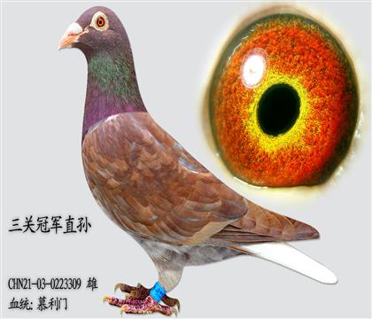 慕利門(mén)三關(guān)冠軍直孫