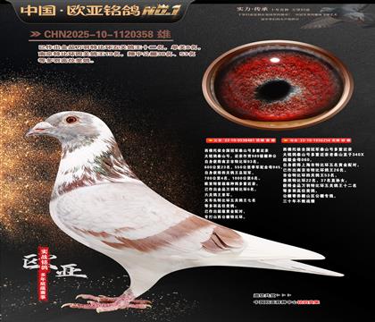 ��������ȫ���ھ�̩ɽ�Ŷ��ؽ���481X256