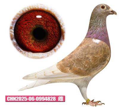 ������-����Ů��828