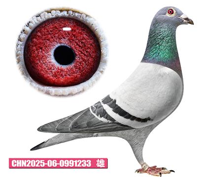 ����˹-�°Ϳ�233