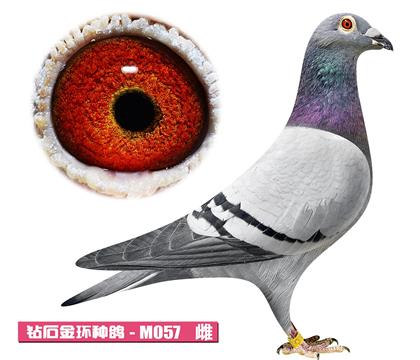 ��˹�D-���ҹ���M057