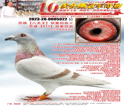 �K�S�����P(gu��n)�����p�ػ�Ѫ���K�S��911���p�ػ�Ѫ