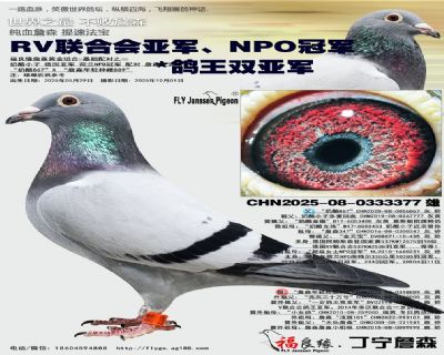 ����С��/RV���ϻ��Ǿ���NPO�ھ�