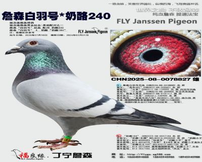 ղɭ�����/����240