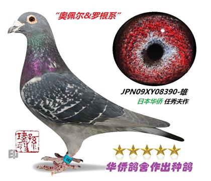 父:08390深雨点-砂眼-雄