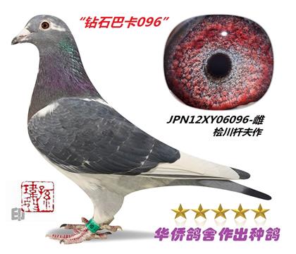 母:JPN13XY06096-雌