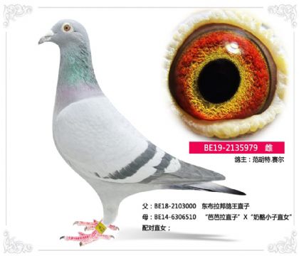 �����r(sh��)----������.ِ��979   ��		