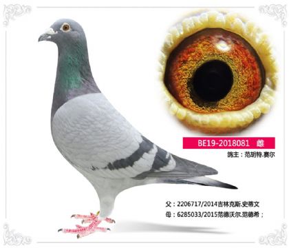 �����r(sh��)--������.ِ��081   ��	