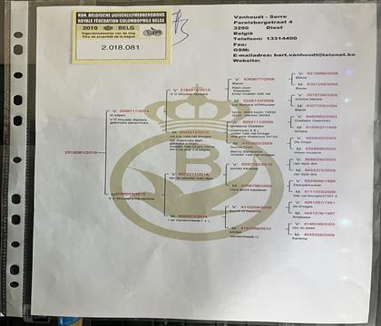 Ѫ�y(t��ng)��(sh��)�S���l(f��)��