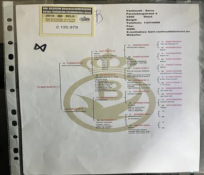 原版血統(tǒng)書隨鴿發(fā)送