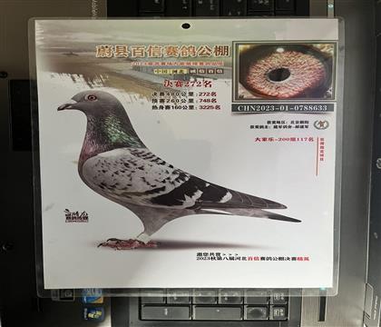 �@����Ƭ�S���l(f��)��