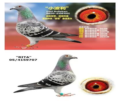 �������̺�����