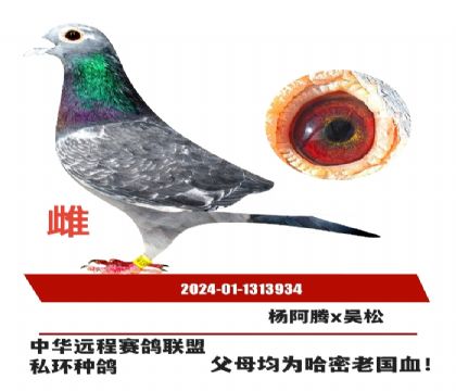 �й�Զ������