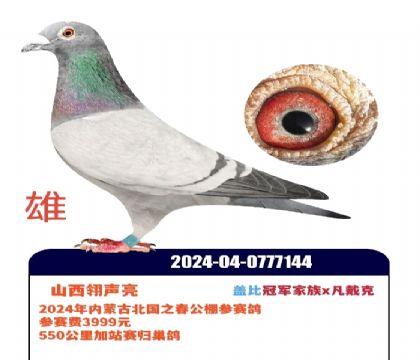 ɽ��������