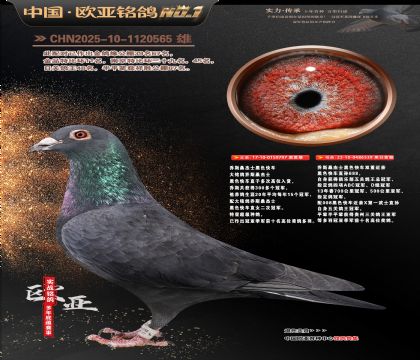 �W��6-18-1120565