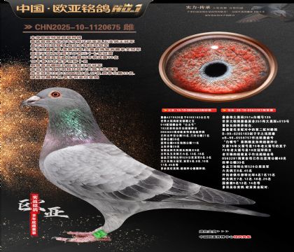 �W��9-6-1120675