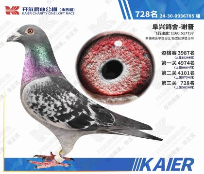 �������Ĺ��С�������728�����۸룩