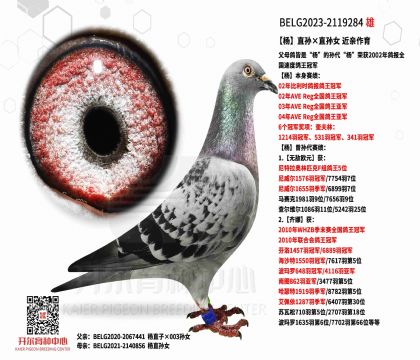 2父亲BELG2023-2119284