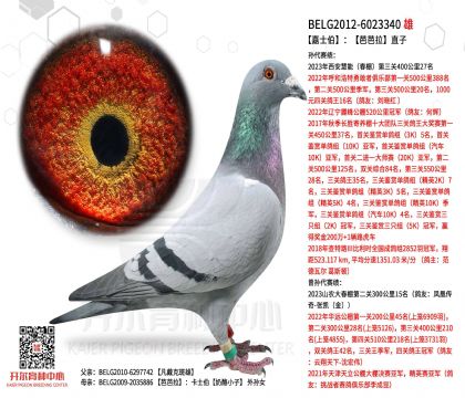 2����-6023340