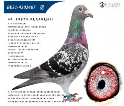 ��ѻ��ض�ֱ�ӣ��������ۣ��ر��Ƽ���