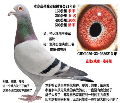 特比环鸽王季军X泓翔公棚决赛13名(盖比x威廉迪布恩)