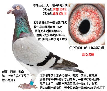 辽宁天一公棚成绩鸽(盖比x奶酪)