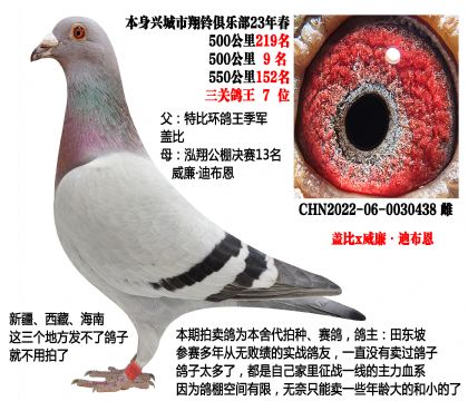 特比环鸽王季军X泓翔公棚决赛13名(盖比x威廉迪布恩)