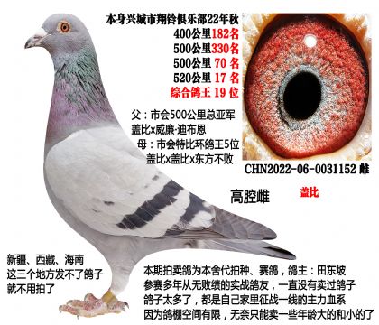 500公里总亚军X特比环鸽王5位(主血—盖比)