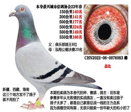 特比环鸽王8位X泓翔公棚决赛20名(主血—盖比)