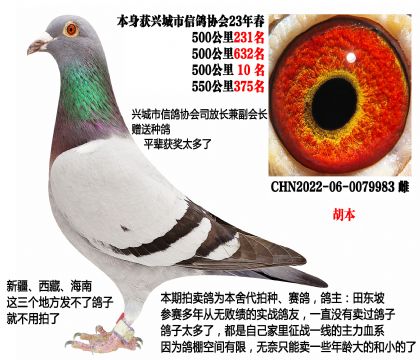本身500公里10名(信鸽协会司放长兼副会长赠送)