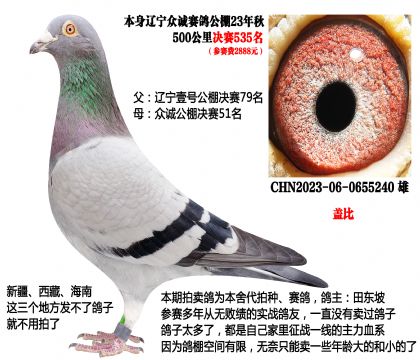 壹号公棚决赛79名X众诚公棚决赛51名(主血—盖比)