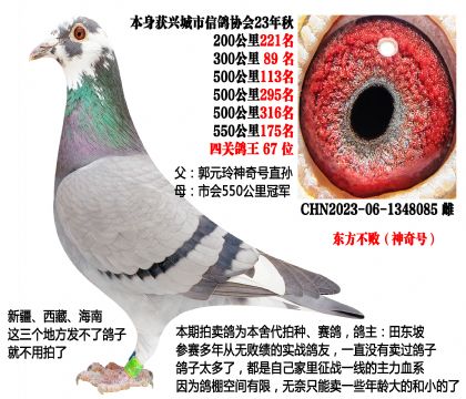 郭元玲神奇号直孙X550公里冠军(东方不败)