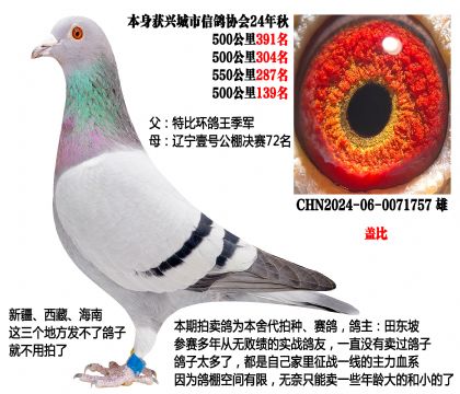 特比环鸽王季军X辽宁壹号公棚决赛72名(主血—盖比)