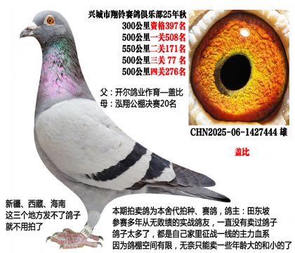 开尔鸽业-盖比X泓翔公棚决赛20名(主血—盖比)