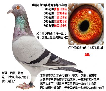 开尔鸽业-盖比X创翼公棚鸽王5位(主血—盖比)