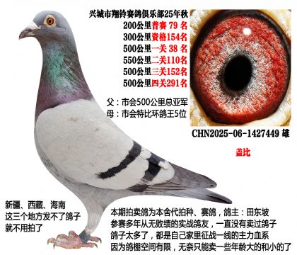 500公里总亚军X特比环鸽王5位(主血—盖比)