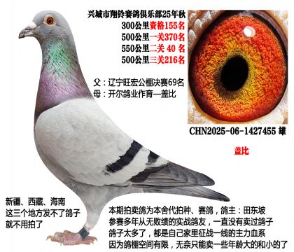 旺宏公棚决赛69名X开尔鸽业-盖比(主血—盖比)