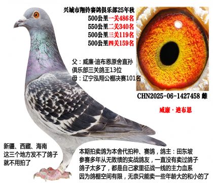 三关鸽王13位X泓翔公棚决赛101名(主血—威廉迪布恩)