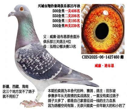 三关鸽王4位X泓翔公棚决赛13名(主血—威廉迪布恩)