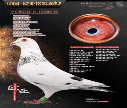 ��ѩ����217X078ֱ��X217X096ֱŮ