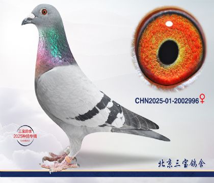 10.����С�ӽ�Ѫ.2002996