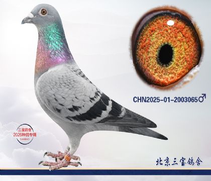 12.����x����Ѫϵ.2003065