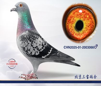 3.����x����Ѫϵ.2003066