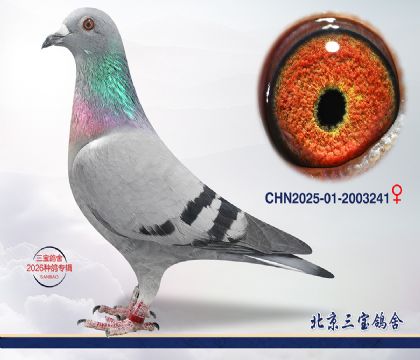 6.�ٰ���x����Ѫϵ.2003241