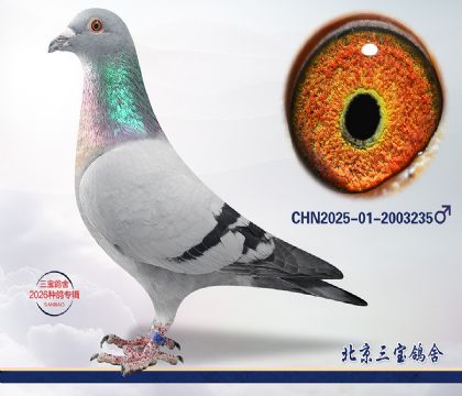 8.Ӣ��˹��Ѫ.2003235