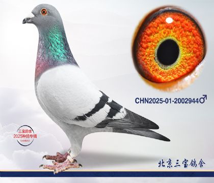 9.�ٰ�����Ѫ.2002944