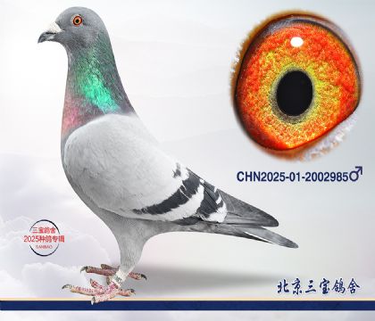 11.����С�ӽ�Ѫ.2002985